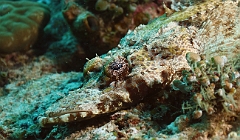 Raja Ampat 2016 - Cymbacephalus beauforti - Crocodile flathead - Poisson crocodile de Beaufort - IMG_4842_rc